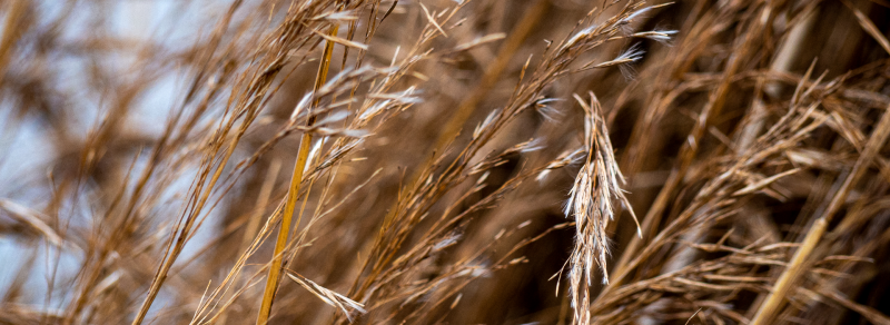 Kerhinet - A la recherche du roseau d'or - 45 min
