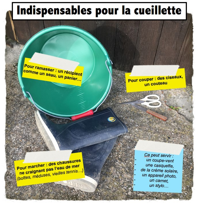 Le Croisic - Atelier cueillette algues - Saveurs d'Octobre