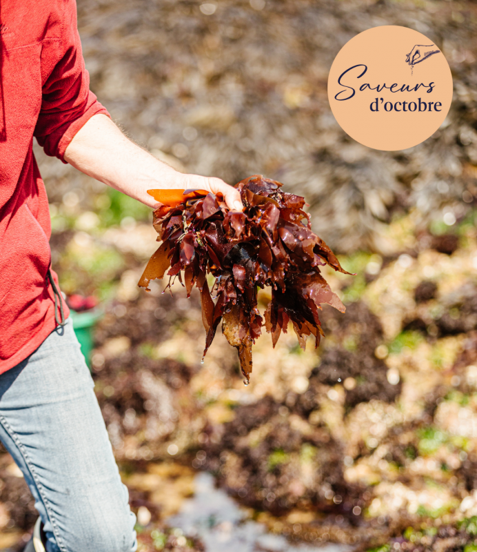 Le Croisic - Atelier cueillette d'algues - Saveurs d'Octobre