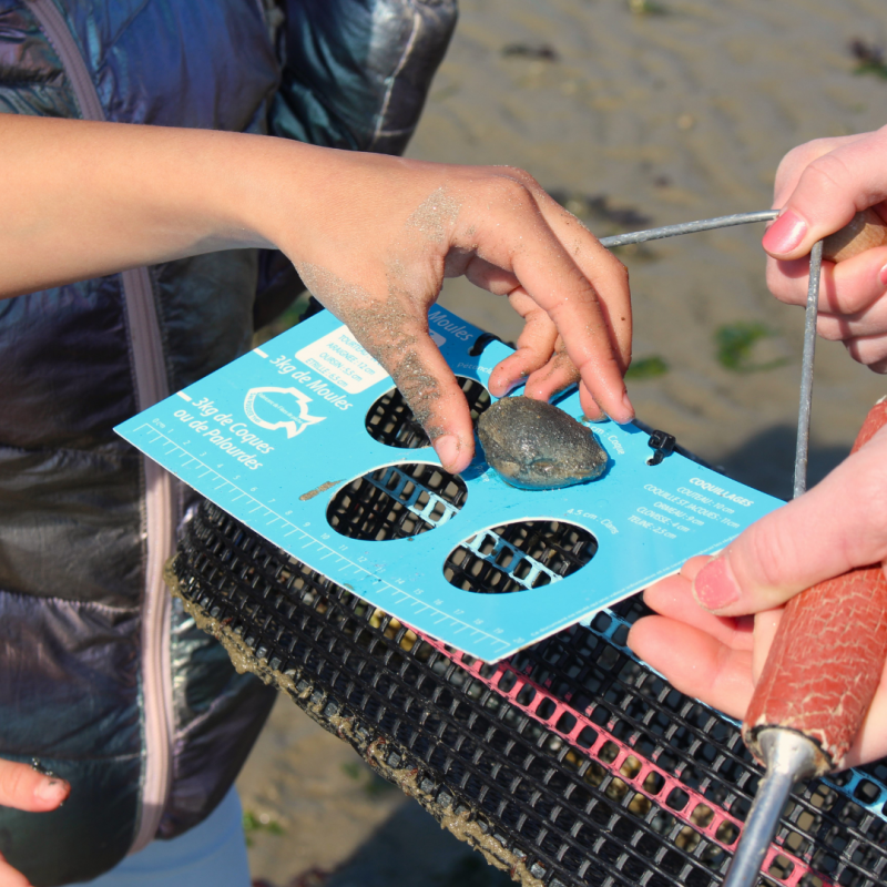 Pénestin - Sortie Pêche à pied - 2h30 - © Léo Le Normand Pénestin - Sortie Pêche à pied - 2h30